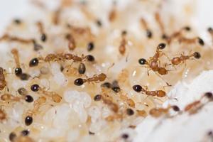 Cardiocondyla obscurior colony
