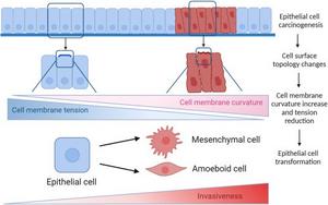 The effect of cell membrane topology on tumor invasion.