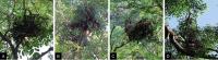 Bonobo nest