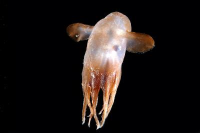 Dumbo Octopod Species