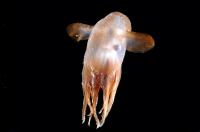 Dumbo Octopod Species