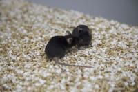 Social Mice
