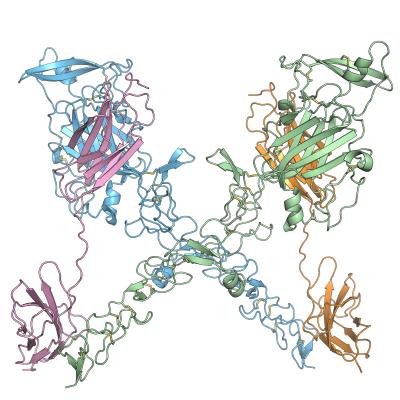 Research Details How Developing Neurons Sense a Chemical Cue