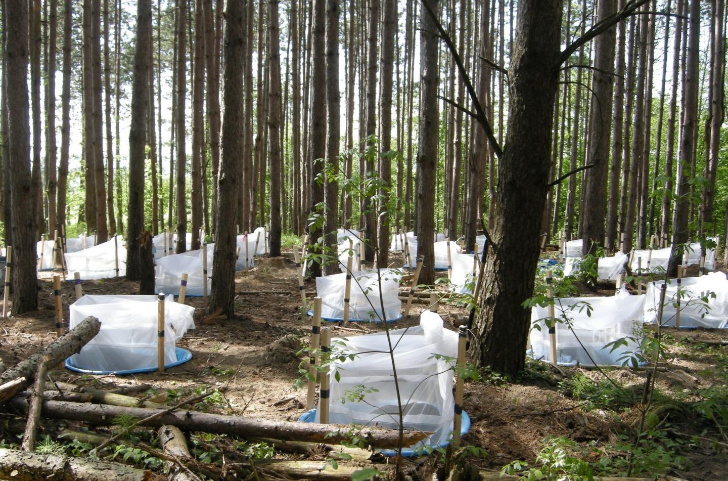 Ant-Plant Mecocosms at University of Toronto Field Station, Jokers Hill