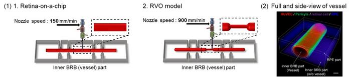Development and Visualization of a 3D Bioprinted Retina-on-a-Chip Model