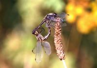 Sympetrum danae
