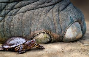 A European pond turtle (Emys orbicularis) next to the foot of a European straight-tusked elephant (Palaeoloxodon antiquus)