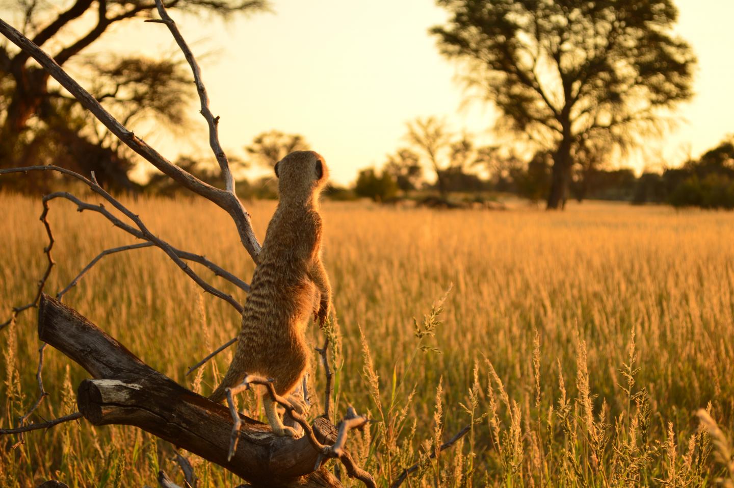 When It Comes to a Meerkat's Resilience to Climate Change, Timing Matters (8 of 10)