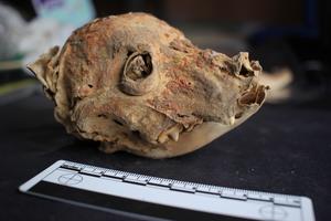 A naturally mummified dog skull painted with cinnabar.