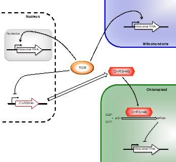 The Regulatory Mechanism for Biogenesis