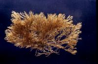 <i>Bugula neritina</i> 2 (of 3)