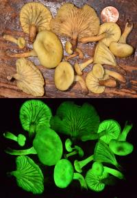 <i>Neonothopanus gardneri</i> (2 of 2)