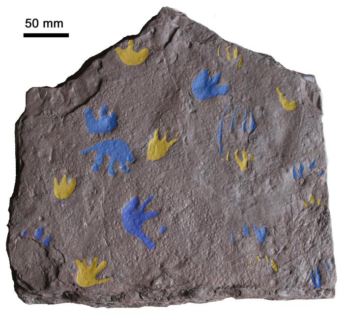 Trackways 3D image