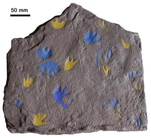 Trackways 3D image