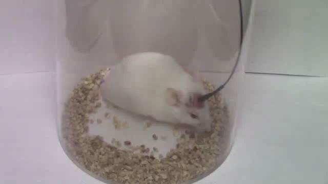 Mice, Not Just Primates, Feel the Impulse of Contagious Itching (6 of 6)