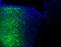 Science Image