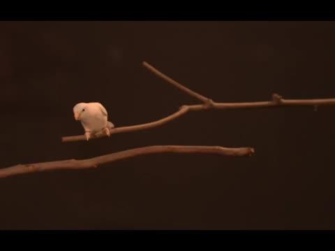 Image showcasing I Believe I Can...Hop: Foraging Parrotlets Optimize Energy During Short ...