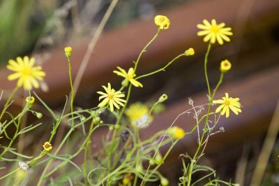<I>Senecio inaequidens</I>