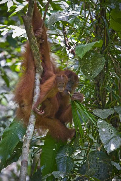 Orangutan