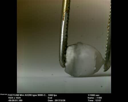 Ingestible Injections Made Possible by a Tortoise-Inspired Drug Delivery Device (3 of 3)