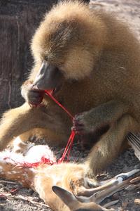 Male Guinea Baboon