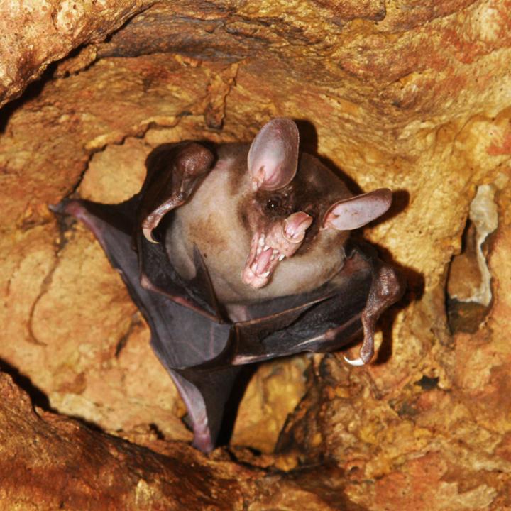 Spectral Bat