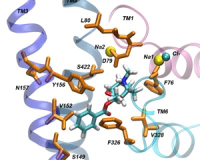 Binding Site