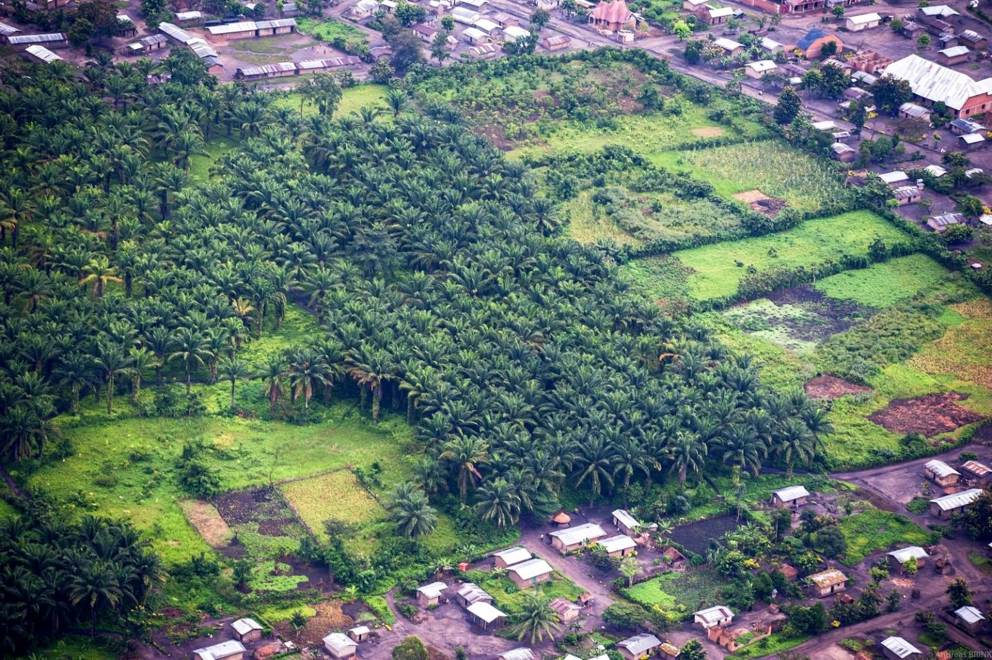Oil Palm Cultivation in Africa