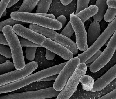 Bacteria