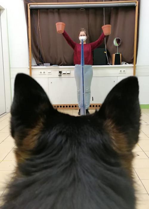 The experimenter holds up the pots before the dog makes a choice (Study 1).