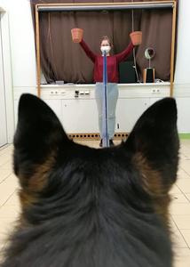 The experimenter holds up the pots before the dog makes a choice (Study 1).