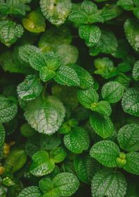 A Minty-Fresh Solution