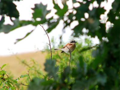 Effect of Fire on Birds