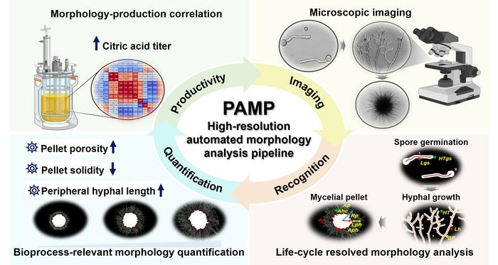 PAMP: A Python-based automated pipeline for life-cycle-resolved morphological profiling of filamentous fungi