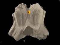 YPM VP 1074 Fossil