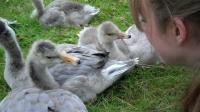 Communicating with Bar-Headed Geese