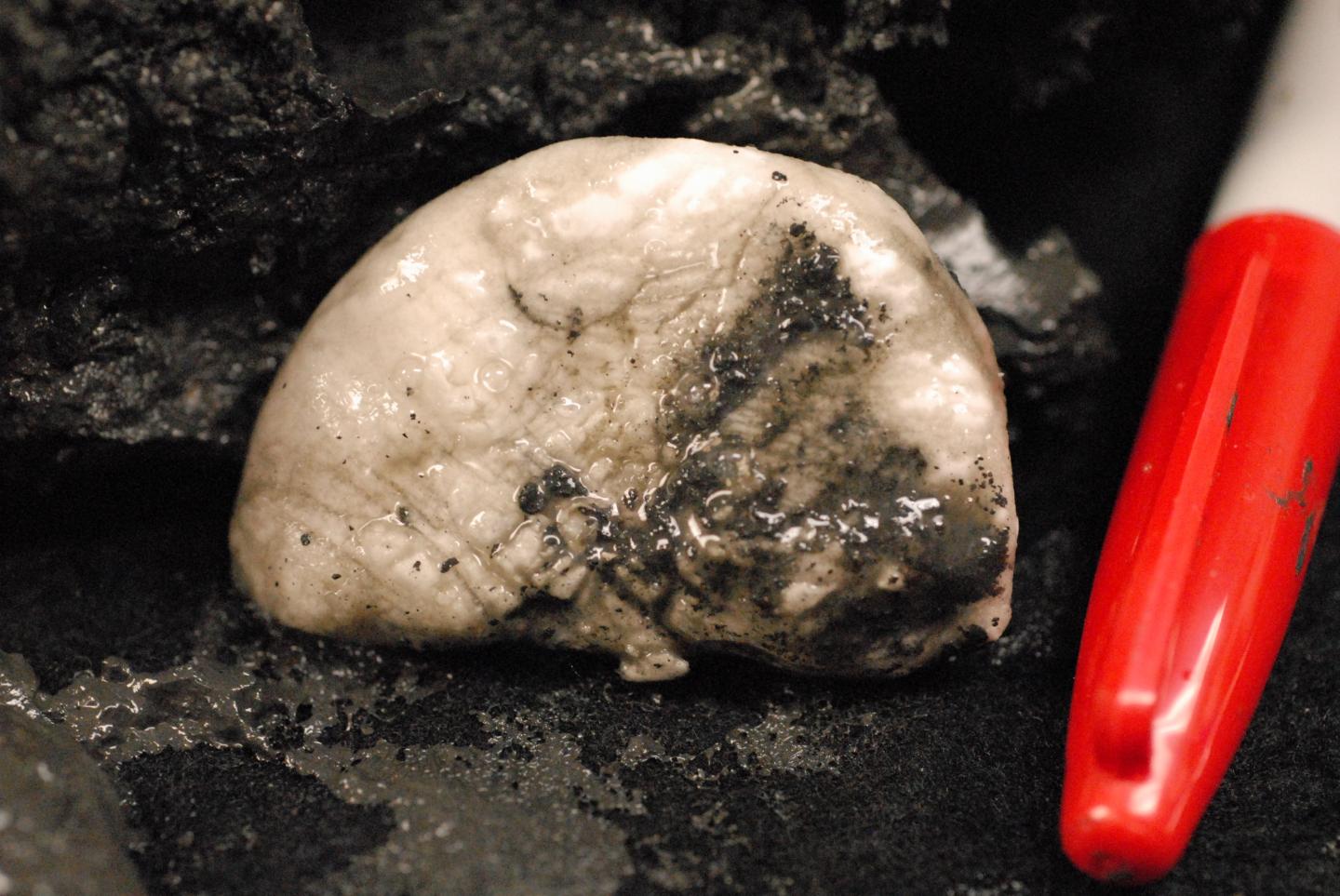 Core Sample