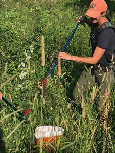 Catching a rattlesnake