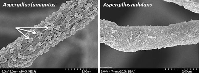 A Tale of Two Fungi