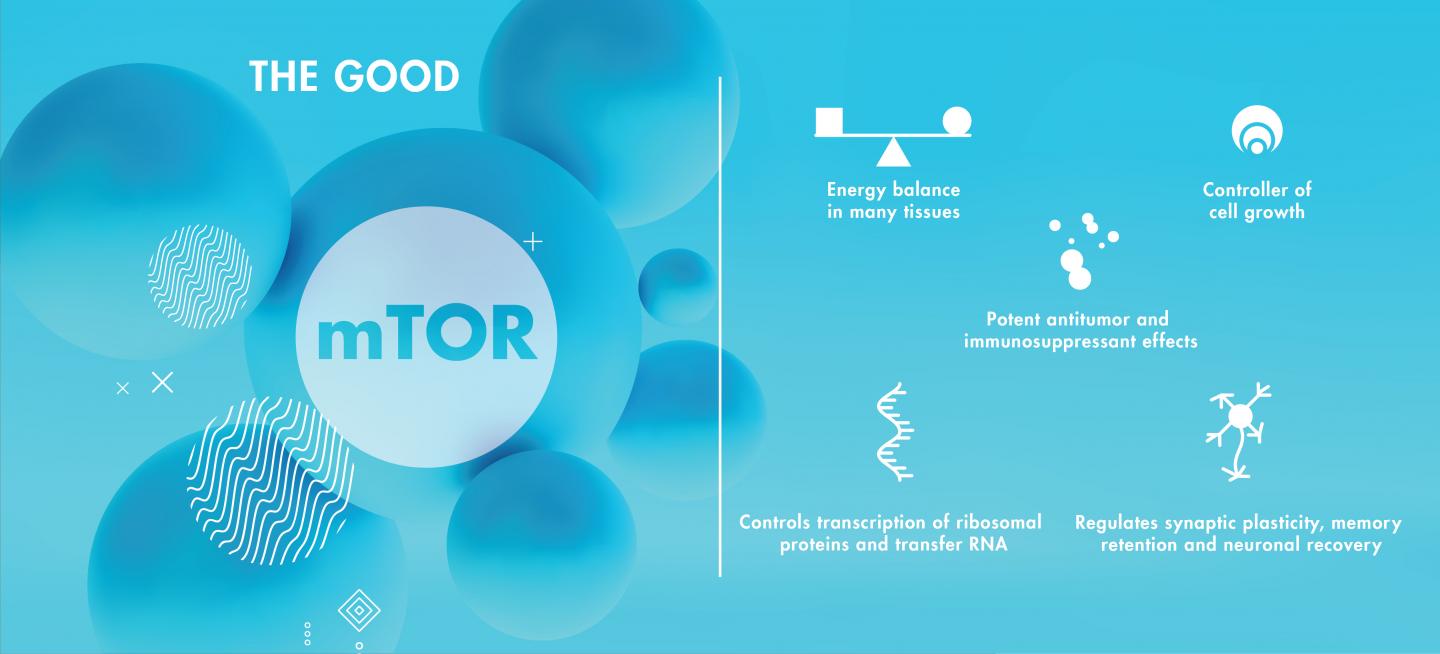 mTOR Benefits