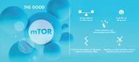mTOR Benefits