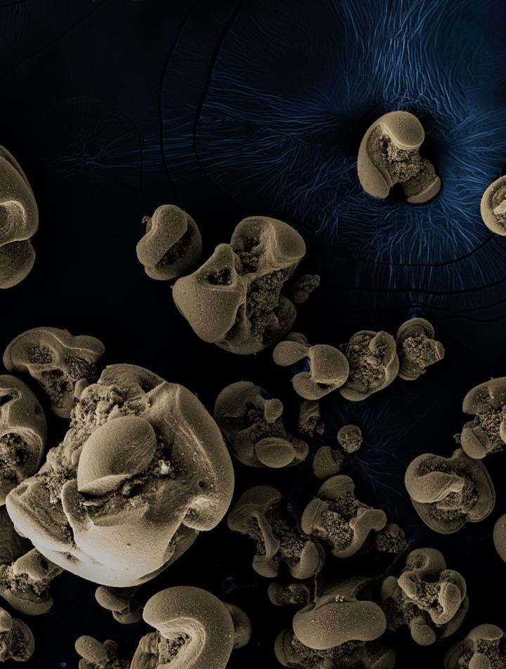 Manganese Nodules