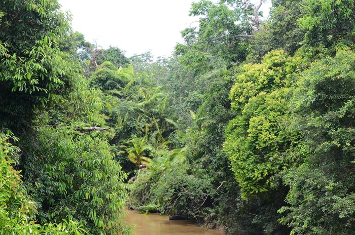 Forest conservation project in Indonesia