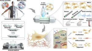 Conceptual illustration of the experimental framework used to investigate cellular responses to human-like multiaxial loading.