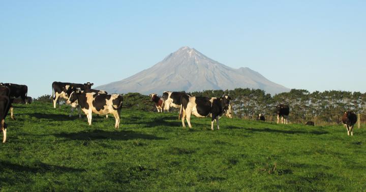 Cows