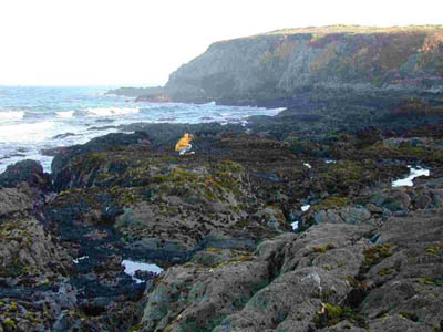 Rocky Intertidal Zone