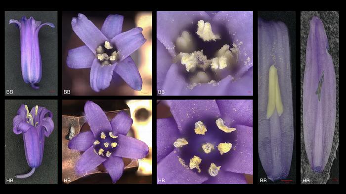 Native vs non-native bluebells under the microscope