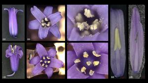 Native vs non-native bluebells under the microscope
