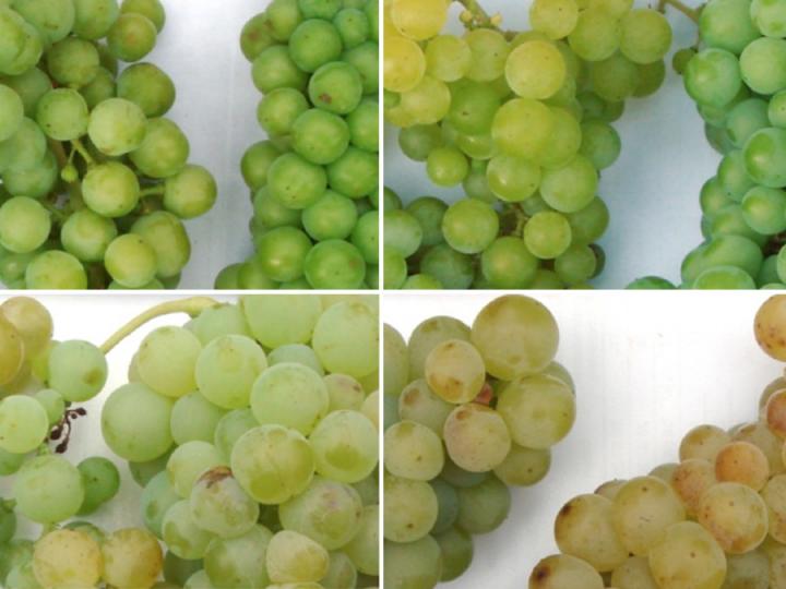 Grapes