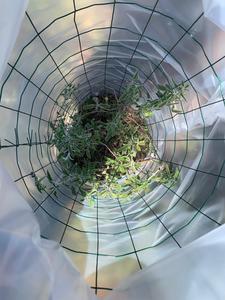 Sage plant
